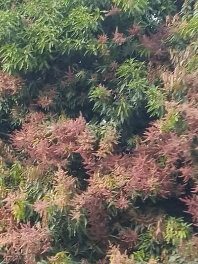 The image displays a close-up, detailed view of a flowering tree canopy located in Jibilik, Nigeria. The frame is densely filled with a mixture of vibrant green, elongated leaves and numerous clusters of pinkish-red and lighter peach-colored inflorescences. These flower panicles are distributed throughout the foliage, indicating the tree is in bloom. No human subjects, man-made objects, or discernible actions are present within the scene.