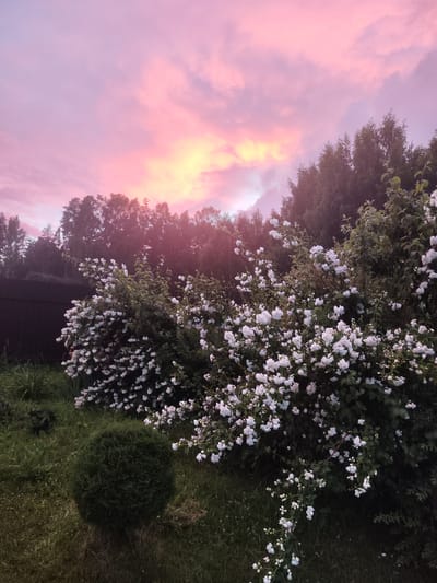 The image depicts a garden scene at dusk with a vibrant, pink and yellow sunset sky dominating the upper half. In the foreground, two large bushes laden with small, white flowers are prominent. To the left of the flowering bushes is a neatly trimmed, spherical evergreen shrub. The ground is covered in green grass, with some areas appearing damp. A dark fence is visible behind the bushes and to the left. A dense line of trees forms the background, silhouetted against the colorful sky. The scene is static and peaceful, with no people or animals present. The location is identified as a garden in the village of Pogorevka, Russia.