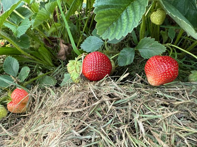 The image shows a close-up view of a strawberry plant in the city of Khokryaki, Russia. Three ripe strawberries are visible, two in the foreground and one slightly behind. The strawberries are red and have a textured surface with visible seeds. Several green leaves and stems of the plant are also present, along with some dry grass and straw on the ground. One unripe green strawberry is partially visible in the upper right portion of the image. The scene appears to be outdoors, in a natural setting.