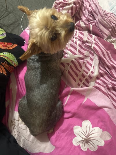 A small dog with tan and gray fur is lying on a pink and white patterned bedspread. The dog is positioned with its head pointing upwards in the frame. A portion of a person wearing a black shirt with patterned embroidery is visible at the bottom of the image. The location, Machukhy, Ukraine, is not discernible from the image.