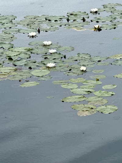The image depicts a serene scene of white water lilies blooming amidst their lily pads on the surface of a calm, gray body of water. The water is showing ripples from falling raindrops, indicating a light shower. Several unopened lily buds are also visible among the pads. The overall impression is one of tranquility and natural beauty. The location is identified as a pond or lake within the city of Verkhotor, Russia. There are no people or animals visible in the frame.