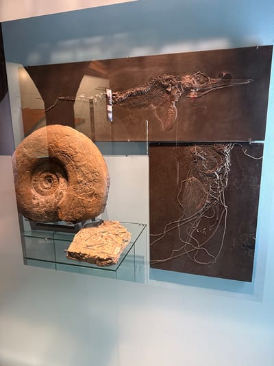 A display case in what appears to be the fossil museum in Biberach an der Riß, Germany exhibits fossilized remains. On the left, a pair of dark stone slabs display skeletal remains, one resembling a reptile and the other a group of sea stars or similar invertebrates. Below and to the right in the display case are three-dimensional fossils: a large ammonite and a smaller fossilized rock containing multiple, possibly plantlike, fossils. The display case is glass and has a modern design. The walls are a light blue and white. The lighting is diffused and even.