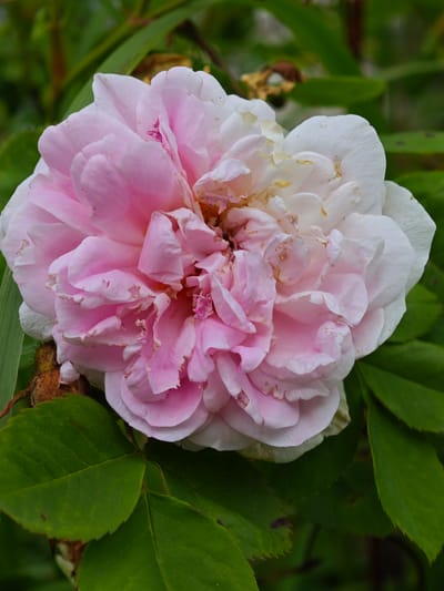 This is a close-up, vertical shot of a light pink and white rose in bloom, set against a blurred background of green foliage and some brown, dried plant material. The rose is full and complex, with many tightly packed petals. The outer petals are predominantly white, transitioning to a soft pink towards the center. Some of the petals show signs of wear, with slightly curled edges and small brown spots. The rose is positioned slightly off-center, with its bloom taking up most of the frame. Green leaves, some with serrated edges, are visible in the foreground and to the sides, providing a natural setting. The lighting suggests it is daytime, with the light illuminating the delicate textures of the petals. There is no visible text in the image. The overall impression is one of natural beauty and the transient state of a blooming flower.