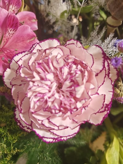 A close-up, top-down view captures a carnation in full bloom, its petals a gradient of soft pink transitioning to white, with delicate dark pink edges. The flower's center is a swirl of pink striations. Surrounding the central bloom are other floral elements: blurred pink petals to the left, feathery pale green foliage below, and hints of purple and dried decorative elements in the background. The image is well-lit, highlighting the textures and soft colors of the flowers. The setting is a floral arrangement, possibly part of a bouquet or display, but there is no specific indication of its location in Schwangau, Germany. There are no people or animals present.