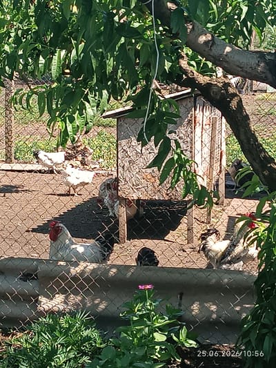 The image depicts an outdoor scene in a rural setting, likely a backyard or farm, with several chickens visible. In the foreground, a white rooster with a red comb stands prominently, partially obscured by a chain-link fence. Behind the fence, other chickens are scattered across a dirt ground covered with some dry leaves and sparse green vegetation.

To the right, a small wooden coop with a textured, possibly wood-shingled roof is visible. Several chickens are near or inside the coop. The background shows more of the dusty ground and some greenery, including the leaves of a tree canopy casting dappled shadows. A wire fence runs throughout the enclosure, separating different areas and the viewer from the chickens.

The scene appears to be illuminated by bright sunlight, suggesting a clear day, likely in the late morning or early afternoon. The presence of lush green leaves from the tree overhead indicates a warmer season, possibly spring or summer. The overall impression is one of a typical day on a small farm or homestead where chickens are kept.

The visible text at the bottom right corner of the image reads "25.06.2026/10:56", indicating the date and time the photograph was taken. The location context is Artsyz, Ukraine. There are no people visible in the image. The mood conveyed is peaceful and agrarian.