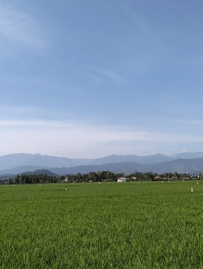 The image depicts a rural landscape in Lhokkulam, Indonesia, under a bright, clear blue sky with minimal, wispy white clouds. The foreground and midground are dominated by an extensive, verdant rice paddy field, characterized by young, densely planted rice stalks. Several small white flags or markers are sparsely distributed within the field. Two small, indistinct figures are visible within the rice field in the mid-ground. Along the horizon line, a dense band of tropical trees, including palm variants, partially conceals a scattered village settlement. Visible structures within the village include multiple single-story buildings, a prominent white building with a dark roof, and a tall, slender tower positioned to the left of center. In the distant background, a range of undulating mountains, exhibiting a bluish atmospheric haze, extends across the panorama.