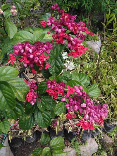 The image displays a close-up of a flowering plant featuring numerous clusters of red and pink blossoms, accompanied by large, dark green, ovate leaves. The individual flowers exhibit a pink to purplish calyx and a red corolla. In the lower right foreground and midground, multiple smaller plants are contained within black plastic nursery bags, some with variegated green and light-colored foliage. The ground level includes visible soil and several irregular grey rocks. Denser green foliage occupies the upper and left background, with a grey textured surface partially visible behind some leaves. No individuals, actions, or specific interactions are present in the scene. This environment is located in San Cristóbal, Costa Rica.