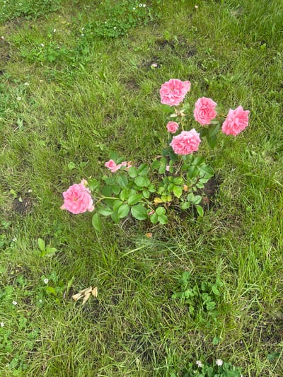 A cluster of vibrant pink roses blooms amidst a lush green lawn with scattered clover. The roses, some fully open and others as buds, are the focal point, their delicate petals contrasting with the coarser blades of grass. The lawn appears well-maintained, suggesting a park or garden setting. The overall scene evokes a sense of natural beauty and tranquility, with no visible human presence or urban elements to suggest a specific location within the city of Колюткино, Russia.