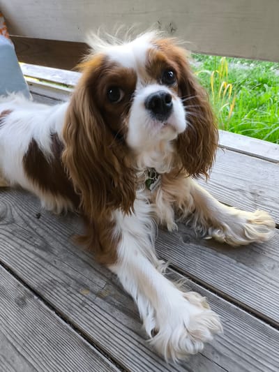 A Cavalier King Charles Spaniel dog is lying on a wooden deck. The dog has brown and white fur and is looking towards the camera with its ears flopped down. There is green grass in the background. The wooden deck is made of planks. The dog is wearing a collar with a tag. The location is Trostyanka, Russia.