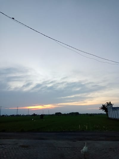 The image depicts a sunset over a rice field in Bungur, Indonesia. The sky is filled with clouds, tinged with orange and yellow light from the setting sun. Power lines stretch across the top of the frame, with a bird perched on one of them. In the distance, electrical pylons are visible. The rice field is a lush green, with water reflecting the sky. In the foreground, there is a paved surface with a white chicken walking across it. A building with palm trees beside it can be seen on the right side of the image.