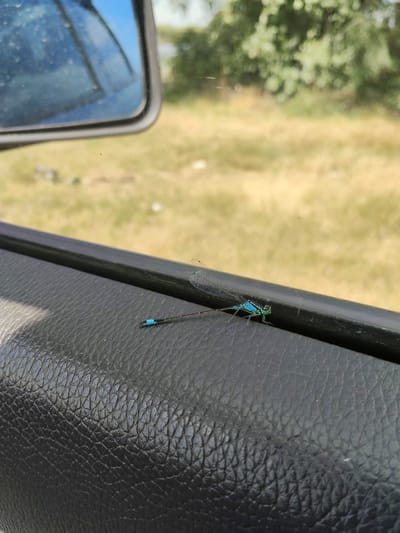 A damselfly with a turquoise body and black stripes is perched on the black textured surface of a car's interior door panel. The damselfly is oriented horizontally, with its head facing right. Its wings are spread open, and it appears to be resting.

The background, visible through the car window, is a blur of green foliage and dry, yellowish grass, suggesting an outdoor, possibly rural or natural, setting. A portion of a car's side mirror, reflecting a blue sky, is visible in the upper left corner of the image. The light suggests it is daytime, likely sunny given the reflection. The scene appears to be captured in Bilyaivka, Ukraine. There is no text visible in the image.