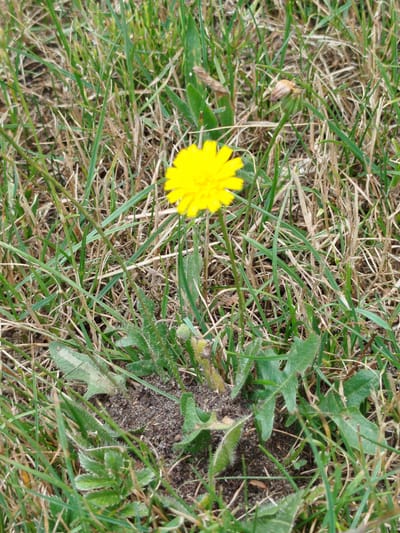 A lone yellow dandelion is in bloom, centered in a patch of grass and dry vegetation. The grass is a mix of green and brown, with some patches of bare earth visible around the base of the dandelion. The image was taken in Marki, Poland, suggesting a natural outdoor setting likely within a park or yard. There are no people or animals present in the image, and the focus is solely on the single dandelion flower. The overall impression is one of a simple, natural scene.