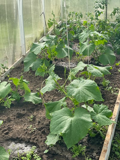 This is a close-up, high-angle, eye-level outdoor photograph of a greenhouse interior. The greenhouse has walls made of ribbed, translucent polycarbonate panels. Inside, the ground is dark, moist soil. In the foreground and mid-ground, several cucumber plants are growing. The plants have large, green, lobed leaves with water droplets on them. Some of the plants are supported by white strings tied to overhead supports. In the background, more plants, including some that appear to be tomato plants with developing fruit, are visible. The overall impression is of a healthy, productive garden. The scene is forensic in its detail, capturing the plants and their environment without embellishment.