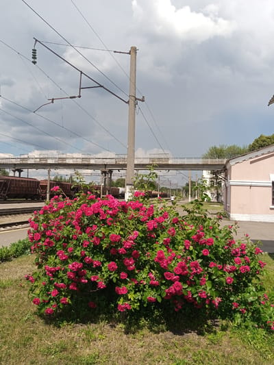 A dense bush of vibrant pink roses is situated in the foreground of the image. Behind the rose bush, train tracks and several cargo train cars are visible. Overhead, a complex network of electrical wires and support poles stretches across the frame, suggesting a railway setting. In the background, a light pink building with white trim stands to the right. The sky is overcast with patches of sunlight breaking through the clouds. This scene is located at the Romodan railway station in Romodan, Ukraine.