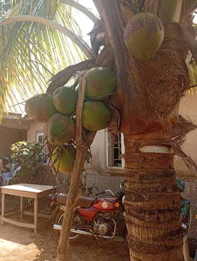 This image depicts an outdoor scene in Unguwar Gaya, Nigeria, illuminated by direct sunlight. A mature coconut palm dominates the foreground, featuring a thick, textured brown trunk and prominent green fronds in the upper frame. Seven green coconuts are visible on the tree: a cluster of six hangs from a secondary branch or stem extending from the left side of the main trunk, and one is situated higher on the main trunk itself.
In the mid-ground, a red motorcycle with a black seat and chrome exhaust pipe is parked on its kickstand, partially obscured by a thinner tree trunk. The background features a light-colored, single-story building with two visible windows; one is open, revealing a dark interior. To the left, an empty, light-colored wooden table stands. Approximately three to four individuals are partially visible behind the table and near the building, some wearing patterned garments and head coverings. A fifth individual is partially observable behind the main coconut palm trunk on the right, also in patterned clothing. The ground consists of dry, exposed earth.