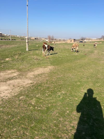 The image depicts a sunlit pastoral landscape in Qoraobdol QFY, Uzbekistan. The foreground and midground consist of a green grassy field interspersed with patches of dry earth and a dirt path. In the midground, a brown and white calf, appearing to be tethered, walks right, while a light brown cow grazes with its head lowered. Several additional cattle are visible grazing further into the field. Multiple fowl are observed near the base of a tall utility pole, wrapped in white material, positioned on the left. The background features a horizontal road bordered by numerous low-rise, single-story buildings and sparse, leafless trees. Distant, low-lying hills are visible on the horizon under a clear blue sky. A distinct shadow of an individual holding a mobile device is cast onto the lower right foreground.
