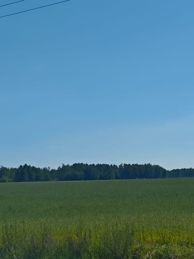 A wide-angle, eye-level shot captures a rural landscape under a clear blue sky. The upper portion of the image is dominated by the vast expanse of the sky, with two thin, dark lines running diagonally from the top left corner. These lines appear to be power lines or similar man-made structures. Below the sky, a dense line of dark green trees stretches horizontally across the middle ground, forming a distinct treeline. In the foreground, a vibrant green field extends towards the viewer, appearing to be agricultural or a grassy meadow. The field is textured with a slight shimmer, suggesting it might be a crop or grass swaying in a gentle breeze. The bottom edge of the image shows a band of taller, dry grass with hints of yellow and brown, adding a natural border to the scene. The overall impression is one of open space and natural beauty, typical of a countryside setting in Салонскі сельскі Савет, Belarus.