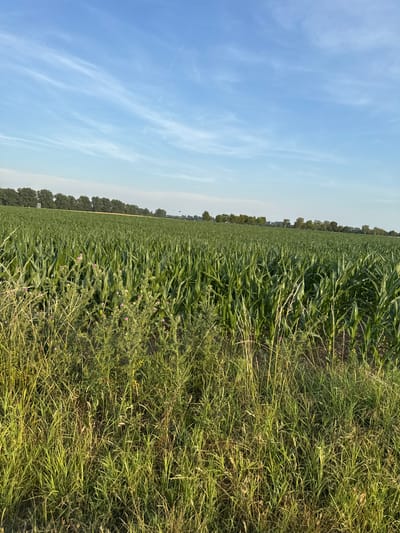 A low-angle, vertical shot shows a vast field of green corn stalks under a pale blue sky with wispy white clouds. The field stretches to the horizon, bordered by a dense line of dark green trees. In the foreground, to the right, tall, dry grass and weeds with small purple flowers grow wild, contrasting with the orderly rows of corn. The scene appears to be a rural landscape in Germany, with the sun casting a warm glow, suggesting it is either morning or late afternoon. The overall mood is peaceful and serene, evoking a sense of nature's abundance and the quiet beauty of the countryside. There is no visible text in the image.