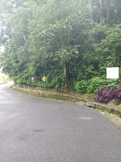 The image displays a curving asphalt road in Hinabangan, Philippines, bordered on the right by a low, moss-covered concrete retaining wall. Beyond the wall, a steep embankment rises, densely covered with varied green foliage, including trees and shrubs. Two signs are visible on the embankment: a red circular "No Parking" sign and a yellow diamond-shaped "Steep Descent for Heavy Vehicles" warning sign. Further right, a white rectangular sign displays partial text, including "PERHATIAN" (Attention/Caution), positioned above a patch of reddish-purple ornamental plants. The road appears damp and curves left, leading out of frame. The overall lighting is diffuse, indicative of an overcast sky. No individuals, vehicles, or animals are present.