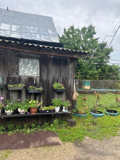 The image depicts a rustic wooden shed with a weathered tin roof, situated in a rural setting. Hanging flower boxes with various blooming plants, including petunias, adorn the shed's exterior. In the foreground, a row of potted plants and young marigolds are visible. To the right, a chain-link fence encloses a grassy area where chickens roam. A beehive and a blue water barrel are also present behind the fence. The overall scene suggests a garden or yard area, likely in a village or countryside location. The presence of the shed, chickens, and garden elements points towards a residential or agricultural property.