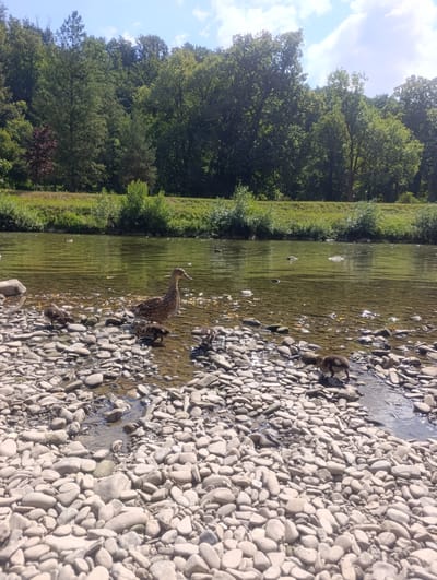 The image depicts a natural scene along the Bečva River in Teplice nad Bečvou, Czechia. The foreground is dominated by a rocky riverbank, with smooth, grey and white stones of various sizes filling the frame. A shallow stream of clear water flows over some of these stones.

In the middle ground, a mother duck with brown and white mottled plumage stands in the water near the shore, appearing to lead or supervise a group of ducklings. Several fluffy, dark-colored ducklings are visible, some of them wading in the shallow water and others on the rocky bank. One duckling is positioned slightly to the right of the mother duck, appearing to step into the water.

The Bečva River itself occupies the mid-ground, with its surface reflecting the sky and surrounding greenery. The water is calm and transparent enough to see the sandy riverbed in some areas. In the background, a dense line of lush green trees forms a natural barrier along the opposite bank of the river. The trees are a mix of deciduous species, with some darker foliage suggesting evergreen elements as well. The sky above is blue with scattered white clouds, indicating fair weather. The overall impression is one of a peaceful wildlife encounter in a scenic riverside environment.