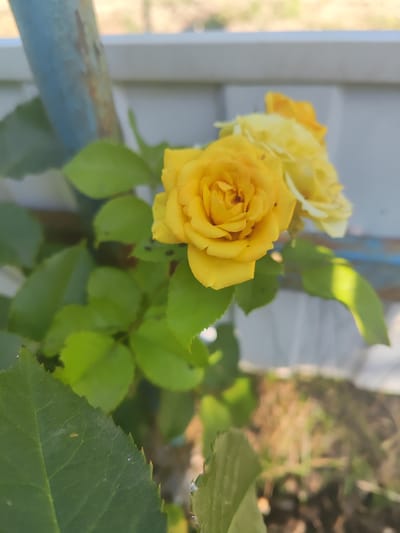 A close-up, high-angle shot captures a cluster of yellow roses in bloom, with a prominent yellow rose in the foreground. The rose petals are tightly furled, indicating they are in the early stages of blooming. Two other yellow roses are visible behind the first, slightly out of focus. The roses are surrounded by lush green leaves, some of which show signs of damage or discoloration. In the background, a pale blue metal pole and a white fence are visible, suggesting an outdoor setting, possibly a garden or yard. The ground below appears to be a mix of dry grass and dark soil. The lighting suggests it is daytime, with sunlight casting shadows on the leaves. The image was taken in Shabelskoye, Russia, as indicated in the prompt, but there is no specific visual information in the image to confirm this location. No people are present in the scene, and no actions or interactions are depicted. The overall impression is one of natural beauty, with a focus on the delicate details of the roses and their surrounding foliage.