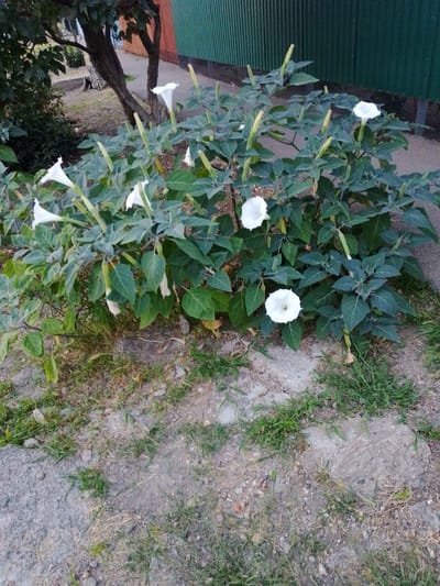 A bush with large, white, trumpet-shaped flowers and dark green leaves is in the foreground. The bush is located on a patch of ground with dry grass and small stones, with a paved area to the right. In the background, a building with a green corrugated metal wall is visible. A tree with a dark trunk and branches is on the left side of the image. The scene appears to be outdoors, possibly in a garden or park area, in Staroshcherbinovskaya, Russia.