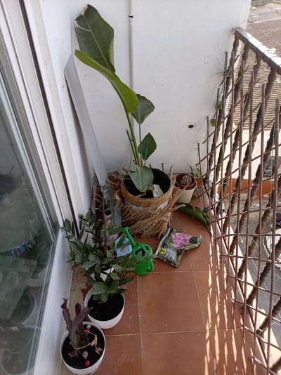 This media file shows a collection of potted plants on a balcony. The scene is set on a tiled floor with a white wall and a window on the left. A metal railing with decorative vertical elements separates the balcony from the exterior, where a tiled roof is visible. The lighting suggests it is daytime, possibly late morning or early afternoon, with strong sunlight casting shadows.
The subjects are various plants. A large Bird of Paradise plant with broad green leaves is in a decorative woven pot. Next to it, a smaller plant with dense, glossy green leaves, possibly a ZZ plant, is in a white pot. In the foreground, a succulent with reddish-brown, spiky leaves is planted in another white pot, adorned with small red decorative stones and a piece of twine. A small brown pot with a dried-out, miniature succulent sits behind the Bird of Paradise.
Objects on the balcony include a small green watering can and a packet of plant fertilizer with an image of a pink flower. There is also a decorative wooden screen or fence against the railing.
The setting is a balcony, likely in a residential area. The presence of plants and gardening supplies indicates the activity is related to plant care. The location cues, such as the balcony, tiling, and architectural style, are consistent with a Mediterranean climate, and specifically with Olula del Río, Spain. There are no people visible in the image, and no specific emotions are conveyed. The visible text on the fertilizer packet is small and difficult to read clearly, but it appears to include the number "5" and possibly some brand name.