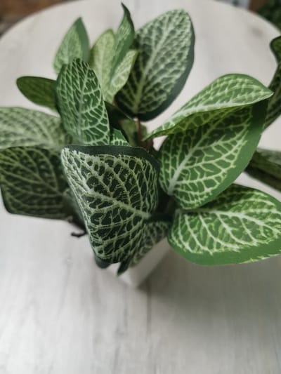 The image is a close-up, overhead view of a small, artificial plant with dark green leaves featuring a distinct, lighter green veined pattern. The plant is in a white pot, which is mostly obscured by the foliage. The leaves are broad and ovate, with some appearing to curl inwards. The plant is set against a light-colored, textured surface, possibly a wooden table with a painted or washed finish. The lighting is soft and diffused, creating subtle shadows. The scene does not provide any information to determine a location in the city of Kuyagan, Russia, or any other specific geographic location. There are no people or actions depicted.