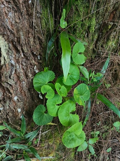 A close-up view reveals a tree trunk covered in rough, textured bark. Moss grows on the tree, adding to the verdant scene. Circular, notched leaves, resembling Gotu Kola, climb along the base of the tree. Long, sword-like leaves extend upwards. Fallen pine needles are scattered around the base of the tree, nestled amongst other green plants.