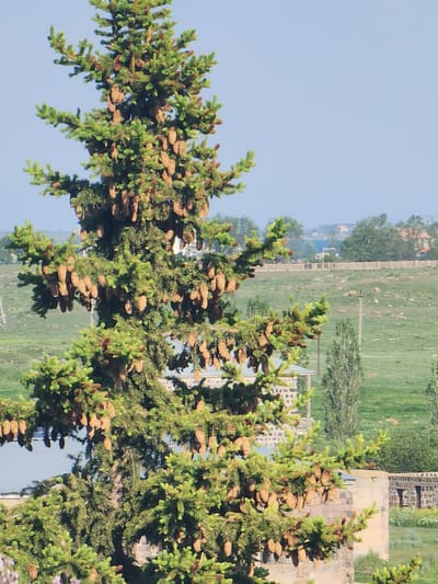 A mature evergreen tree, likely a spruce or fir, dominates the foreground of the image, its branches laden with numerous elongated pine cones. The tree is densely packed with needles and cones, creating a textured appearance. In the background, a landscape unfolds under a clear blue sky. A gently rolling green hill extends into the distance, dotted with scattered rocks and some sparse vegetation. A light-colored fence runs horizontally across the middle ground, separating the immediate foreground from the wider landscape. Beyond the fence, a body of water, possibly Lake Sevan, is visible in the far distance, shimmering under the sunlight. Several structures, appearing to be houses or outbuildings constructed with stone, are present in the scene, some partially obscured by the foreground tree. One stone building with visible window openings is particularly noticeable in the lower right portion of the image. The overall impression is one of a rural or semi-rural setting, characteristic of the Sevan region in Armenia, known for its natural beauty and proximity to the large lake. No people or animals are visible in the image.