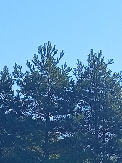 The image shows a close-up view of the tops of several evergreen trees against a bright blue sky. The trees are dense with dark green needles. The branches are visible, creating a textured silhouette against the sky. The lighting suggests it is daytime, with the sky being clear. The scene appears to be outdoors in a natural environment, likely a forest or park area. There are no people or animals visible in the frame. The image quality is somewhat grainy, suggesting it was taken with a mobile device or a camera with a lower resolution. The location in Светласельскі сельскі Савет, Belarus, indicates a rural or semi-rural setting within a Belarusian administrative region.