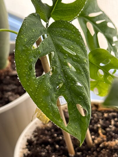 The image shows a close-up of a green Monstera adansonii leaf covered in water droplets. The leaf has characteristic fenestrations (holes). The plant is in a pot with dark soil, and a white pot is visible in the foreground. Wooden stakes are supporting the plant. In the background, a blurred window with a light blue sky is visible. The image does not contain any information to indicate its location in Troitske, Ukraine.