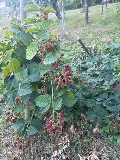 In Dolenje Grčevje, Slovenia, a blackberry bush is captured in an outdoor setting, likely a garden or yard. The bush, supported by a wooden stake, displays numerous ripening berries in various stages of development, ranging from green to deep red. Lush green leaves with serrated edges are abundant on the plant. The ground beneath is covered with dry grass, scattered leaves, and small green clover-like plants. In the background, other trees and vegetation are visible, suggesting a natural or semi-natural environment. No people are present in the image.