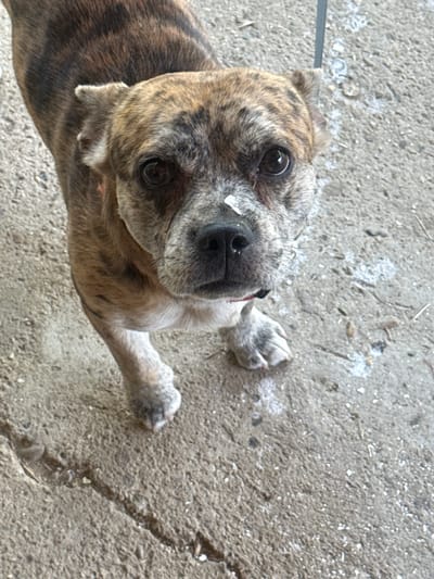 A brindle-colored dog with a short snout and floppy ears stands on a concrete surface outdoors. A small white speck is visible on the dog's nose. The dog is facing the camera, and its body is angled slightly to the left. The concrete is textured with some debris and small white flecks scattered across it. A thin, gray leash is attached to the dog's collar and extends upwards out of the frame. The background is out of focus but appears to be a light-colored, possibly metal, structure. No specific landmarks of Barkachevo, Bulgaria are identifiable in the image.