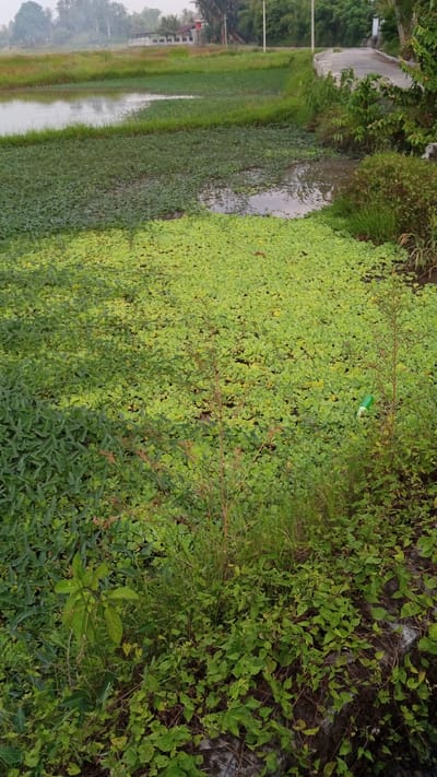 The image shows a wetland area in Blangtingkeum, Indonesia. The water surface is largely covered with various aquatic plants, including a dense layer of bright green vegetation, likely water lettuce or a similar floating plant. Patches of open water are also visible, along with darker green, submerged or partially submerged plants. The foreground consists of terrestrial vegetation, including grasses and other green leafy plants growing near the water's edge. In the background, there is a grassy area with a body of water and some buildings. A concrete bridge can be seen to the right. The sky is overcast, suggesting the weather is cloudy or foggy. The overall scene suggests a natural, possibly rural, environment with a mix of aquatic and terrestrial habitats.