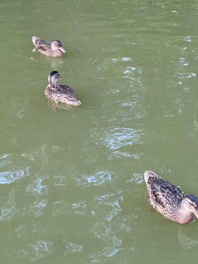 Three mallard ducks are swimming in murky green water. The ducks are positioned diagonally across the frame, with one in the upper left corner, another in the middle left, and the third in the lower right corner. The water exhibits ripples and reflections, suggesting a slight breeze or movement. The scene is a natural outdoor environment, likely a pond or slow-moving body of water. There is no indication of a specific location within the city of Подвязновский, Russia, beyond the general description of a body of water. No people are present in the image.
