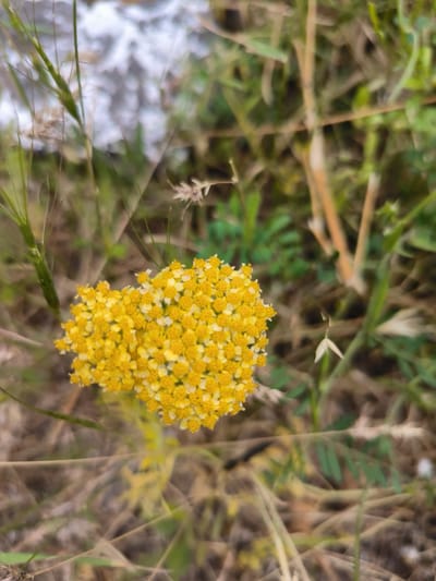 The image shows a close-up, eye-level shot of a cluster of small yellow flowers with white accents, forming a roughly heart-shaped bloom. The flowers are surrounded by dry grass and green foliage, suggesting a natural, outdoor environment. The background is blurred, with hints of light and dark tones, possibly indicating a water feature or a shaded area. The lighting appears natural, and the focus is sharp on the central flower cluster. The overall scene conveys a sense of nature and organic beauty. There is no information in the image to indicate a specific location in Kotayq, Armenia.