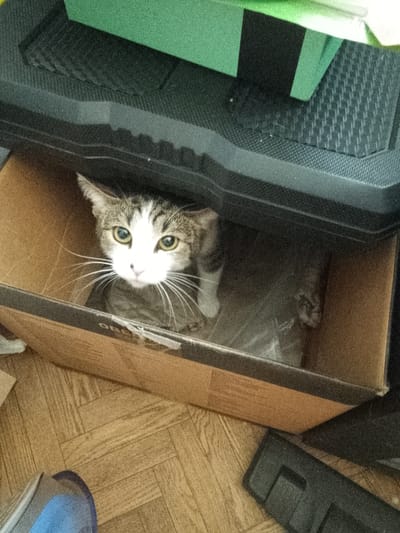A tabby and white cat is peeking out of a cardboard box. The cat has green eyes and is looking directly at the camera. The box is placed inside a larger black container. The background appears to be a room with wooden flooring. There is no discernible indication of the location being in Pugachyov, Russia.
