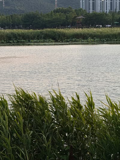 The image depicts a tranquil waterscape in the city of Ansan, South Korea, likely at the Ansan Lake Park, known for its natural beauty and recreational areas. In the foreground, tall green reeds sway gently, their blades blurred by motion and light, creating a sense of depth and natural movement. Beyond the reeds, a calm body of water stretches out, its surface rippling with subtle waves that catch the ambient light, reflecting the overcast sky.

In the middle ground, a dense band of vegetation, including reeds and what appear to be lotus plants with their characteristic round leaves and occasional pink blossoms, lines the water's edge. This lush green fringe separates the water from the background.

The background reveals a park-like setting with a line of mature trees, their foliage a deep green. Nestled among the trees is a small, traditional-style wooden pavilion, suggesting a designated area for rest or observation. Further back, towering modern buildings with multiple stories and a grid-like pattern of windows rise against a hazy, muted sky, indicating the proximity of urban development to this natural environment. The overall impression is one of peaceful coexistence between nature and urban life.