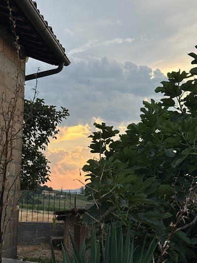 The image depicts an outdoor scene in Cannara, Italy, likely during late afternoon or early evening, given the warm hues in the sky. The foreground is dominated by the roof and gutter of a building, constructed with corrugated tiles and brickwork. Leafless, thorny vines are draped across the roof and a lower wall, suggesting a rural or garden setting.
In the mid-ground, lush green foliage from trees, possibly fig trees due to the distinctive leaf shape, partially obscures the view. Below the trees, a black metal fence separates the immediate area from a distant landscape. This landscape appears to be a field, with some buildings and vegetation visible in the background, suggesting a countryside or semi-urban environment.
The sky is a prominent feature, displaying a mix of soft gray clouds and areas illuminated by the setting sun, which casts a warm, orange-yellow glow. This interplay of light and shadow creates a serene and picturesque atmosphere. The overall impression is one of peaceful, natural beauty, characteristic of the Italian countryside. No people or animals are visible in the frame. There is no visible text in the image.