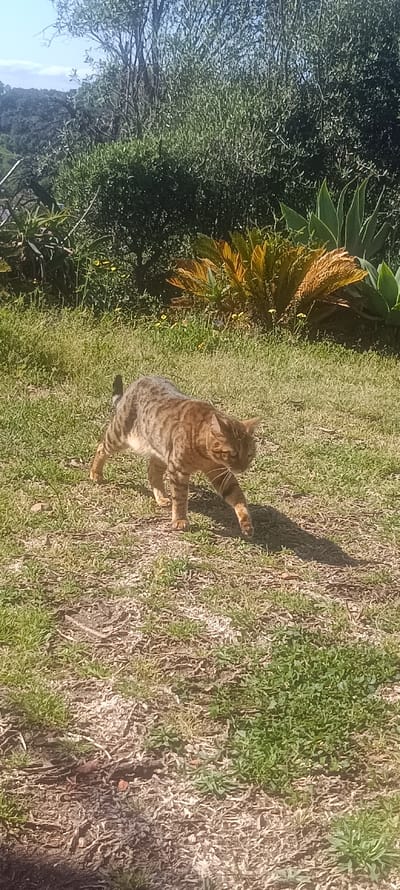 An adult tabby cat, displaying mottled brown, orange, and grey fur, is observed walking low to the ground across a patchy grassy area under strong sunlight. Its head is lowered, whiskers are prominent, and its gaze is directed forward and slightly downward, with the left front paw extended. A distinct shadow of the cat is cast to its right. The ground consists of green grass interspersed with areas of sparse, dry vegetation and exposed soil. In the immediate background, small yellow flowers are visible. The distant background features dense mixed vegetation, including dark green shrubs and taller trees. To the far left, a distant hill or mountain range is visible under a light blue sky with minimal cloud cover. Toward the center-right background, a large plant with stiff green leaves (resembling an agave) and a sago palm-like plant with prominent yellowish-orange fronds are discernible. The scene is located outdoors in Forest Hills, Spain.