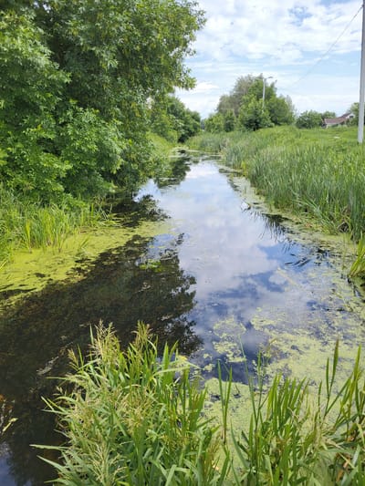 The image depicts a scenic view of a narrow body of water, likely a canal or creek, surrounded by lush greenery. The water is dark and reflects the sky and surrounding trees, with patches of bright green duckweed floating on its surface. Tall, reedy grasses line the edges of the water, adding to the natural, wild feel of the scene. On the left side of the image, dense trees with vibrant green leaves create a shady canopy, contrasting with the open water. In the background, a glimpse of a building and a utility pole with wires suggest a rural or suburban setting, possibly near a residential area. The sky above is a mix of blue and white clouds, indicating a partly cloudy day. The overall impression is one of peaceful natural beauty, possibly captured during the daytime on a pleasant day. There is no visible text in the image.