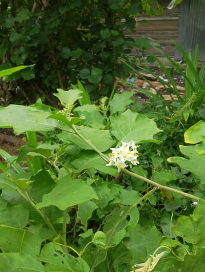 In Reudeupbluek, Indonesia, a close-up view showcases a green plant with large, textured leaves and clusters of small white flowers. The flowers have yellow stamens and are located on a branch that extends across the frame. The background is a blur of green foliage and some wooden structures, suggesting an outdoor setting, possibly a garden or yard. The lighting is soft, indicating it could be daytime.
