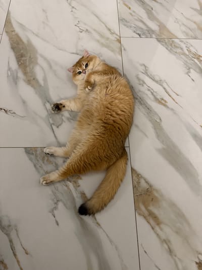 A medium shot from above shows a golden-colored cat lying on a floor of white marble tiles with grey and tan veining. The cat is oriented diagonally, with its head in the lower left corner and its tail extending towards the upper right. The cat is on its back, with one paw raised. Its tail has a dark tip. The tiles are rectangular, with grout lines visible. The photograph was taken in an indoor setting. The city of Молодёжный, Russia is not discernable from the contents of this image.