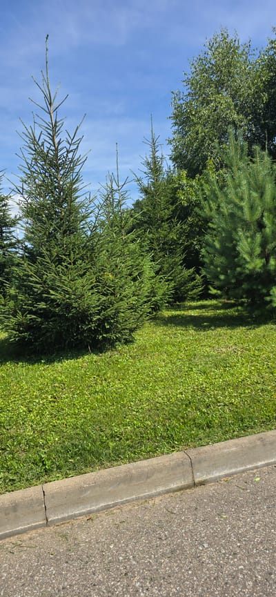 The image depicts a row of coniferous trees, primarily spruce, lining a grassy area. The trees vary in height and density, with the largest spruce dominating the left side of the frame. A smaller pine tree is visible on the right. The ground is covered in short, green grass, with a concrete curb and asphalt road in the foreground. The sky is blue with scattered white clouds. The scene is outdoors in a park-like setting, likely in Благовещенка Кп, Russia.