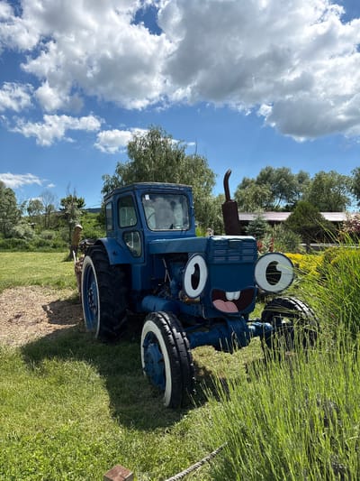 A vibrant blue tractor, whimsical in appearance, stands prominently in a sunlit outdoor setting. The tractor's front has been artfully modified to resemble a cartoon face, featuring large, round, white-rimmed eyes with black pupils, and a wide-open mouth with pink lips and a red tongue playfully sticking out. A rusty exhaust pipe extends upwards from the engine bay, to the left of the 'face'. The tractor has rugged black tires, with the smaller front tires featuring white sidewalls and blue hubs.
The scene is dominated by lush greenery. Bright green grass fills the foreground and extends into the midground. Behind the tractor, a dense collection of trees and various shrubs creates a vibrant green backdrop. The sky above is a clear, bright blue, adorned with scattered fluffy white cumulus clouds, suggesting a pleasant and sunny day. Strong shadows indicate bright daylight, likely midday or early afternoon. No people are visible in the image. The setting suggests a well-maintained garden, park, or agricultural display, possibly in the Gay-Kodzor region of Russia, where the tractor serves as a decorative, cheerful attraction. No legible text is visible on the tractor or in the surroundings.