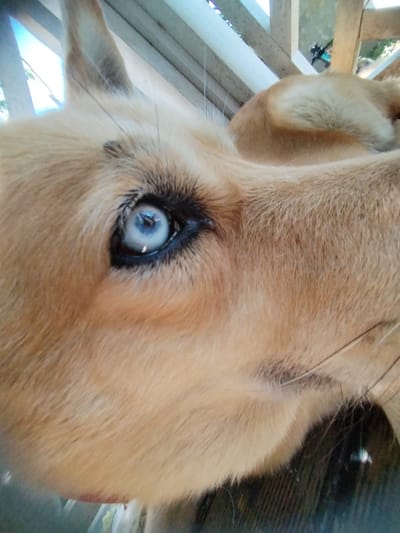 A close-up, eye-level shot captures the right side of a light brown dog's face, focusing on its bright blue eye. The dog's fur is a mix of light brown and cream, with visible whiskers. The eye is the central subject, with a clear pupil and iris. The background consists of wooden planks, suggesting an outdoor or rustic setting. The overall impression is a candid portrait of the dog. The location is Chereshnya, Russia.