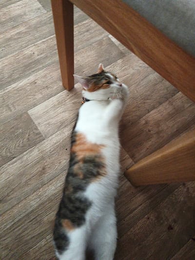 The image shows a calico cat lying on a wooden floor, near the leg of a wooden chair. The cat is stretched out on its back, with its paws in the air. It is looking up towards the chair. The floor is made of wooden planks, and the chair is made of dark wood. The lighting is dim, and there is a shadow cast by the chair leg. The image does not provide any information about the location in the city of Most, Czechia.