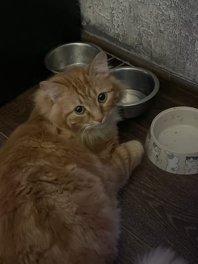 An orange tabby cat with green eyes is lying on a wooden floor next to three pet bowls. Two of the bowls are silver and metallic, while the third is white with a cartoon cat pattern. The wall behind the cat has a textured gray finish. The scene is indoors. The location of Noyabrsk, Russia is not discernible from the image.